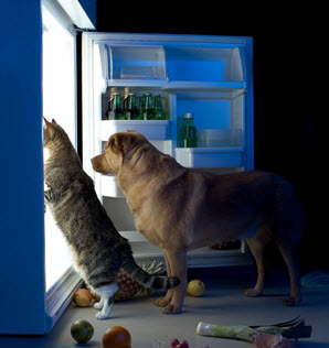 ペットが冷蔵庫を漁っている様子です。